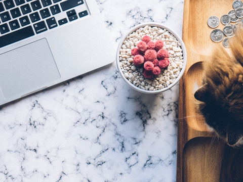 天貓國(guó)際服務(wù)商入駐條件與運(yùn)營(yíng)資質(zhì)要求 天貓國(guó)際服務(wù)商入駐條件與運(yùn)營(yíng)資質(zhì)要求