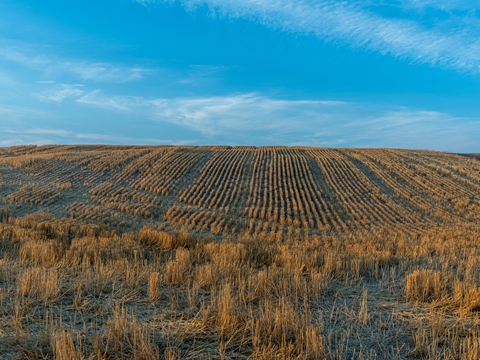 開曼公司稅務與合規(guī)義務詳解